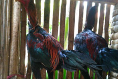 Harga Ayam Bangkok Umur 4 Bulan Terbaru 2023 di Toko Offline dan Online, Kuat Untuk Diadu