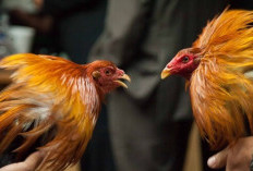 Tes Ayam Wiring Kuning PSHT Buat Anggota Baru, Begini Makna dan Tujuannya yang Ternyata Dalam Banget