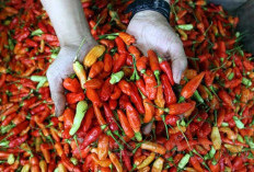 Jelang Nataru, Harga Cabai Desember 2023 Naik Hingga Rp 100 Ribu/Kg! Gula Juga Alami Kenaikan Lagi