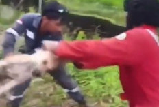 Karyawan Pertamina Lempar Anjing ke Rawa Penuh Dengan Buaya Langsung Ditindak!