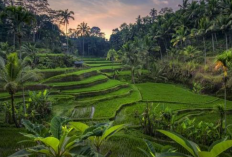 Rekomendasi Wisata Sawah Asyik dengan Pemandangan Estetik, Nyesel Banget Kalau Nggak Berkunjung!