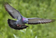8 Cara Menjebak Burung Merpati Liar yang Ampuh Buat Pemula, Dijamin Sukses Bawa Pulang Si Pembawa Pesan