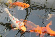 Ngaran Ikan dalam Bahasa Sunda Mulai Ikan Kolam Peliharaan hingga Ikan Sungai