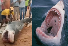 Viral Seorang Turis Dimakan Hiu Putih Hingga Tewas, Kejadian Serupa Pernah Terjadi di Bali