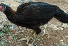 Gambar Ayam Bangkok Umur 3 Bulan yang Punya Fisik Bagus Lengkap Dengan Harganya