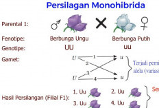 Pengertian Persilangan Monohibrid Lengkap Dengan Hukum Mendel dan Contoh Soalnya