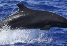 10+ Fakta Menarik Paus Pembunuh Palsu, Mirip Orcinus orca Hingga Miliki Jiwa Sosial Tinggi! 