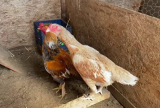 Harga Ayam Plucker Terbaru 2023, Impor dari Amerika dan Jadi Idola Baru di Indonesia
