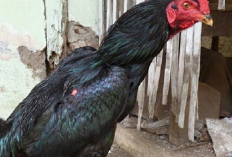 Ciri-Ciri Ayam Bangkok Super Hitam, Bulu Berciri Khas dan Kuat dalam Pertarungan