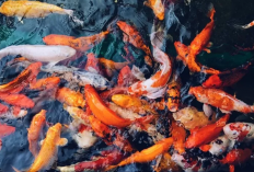 Kumpulan Resep Jitu Umpan Oplosan Galatama Ikan Mas, Pakai Ini Auto Menang Banyak