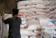 Cara Cek Kuota Bantuan Pupuk Subsidi Untuk Petani Kota Demak 2023, Para Petani Wajib Catat!