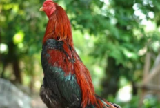Harga Ayam Bangkok Pakhoy Terbaru 2023 Sesuai dengan Jenisnya, Bisa Mencapai Puluhan Juta Rupiah!
