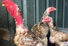 Tata Cara Merawat Ayam Ganoi Agar Layal Untuk Diadu Tanpa Kalah Sekalipun