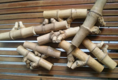 Harga Bambu (Pring) Petuk Terbaru 2023 Berdasarkan Jenis-Jenisnya