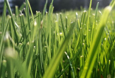 Cara Mematikan Rumput Liar Secara Permanen Yang Mudah, Cepat, dan Efektif Pakai Bahan Dapur