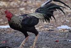 Mengenal Ayam Siam, Salah Satu Ayam Sabung Populer dari Thailand