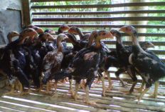 Rekomendasi Pakan Ayam Bangkok Umur 2 Bulan, Anak Ayam Jadi Anti Penyakitan