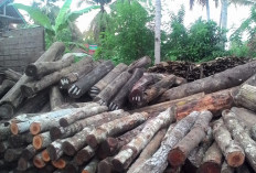 Ternyata Ini Daerah Penghasil Kayu Akasia Terbesar dan Terbaik di Indonesia, Kini Jadi Buronan Banyak Orang!