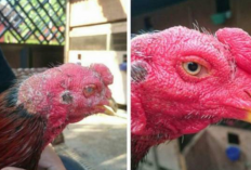Obat Korep Ayam Bangkok Tradisional Paling Manjur dan Harga Ekonomis