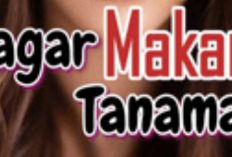 Baca Novel Pagar Makan Tanaman PDF Full Session, Perjuangan Demi Mengubah Hati Suami