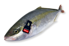 Mengenal Hamachi: Jenis Ikan Apa Ini? Simak Fakta, Rasa, dan Kandungan Gizinya