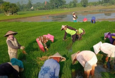 Cara Mendapatkan Bantuan Dari Dinas Pertanian Untuk Para Petani yang Menggarap Sawah 