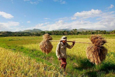 Kalender Bali Hari Ini, 10 Maret 2023: Hari Baik Untuk Membuka Lahan Pertanian