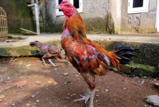 Ciri-Ciri Ayam Mangon, Jadi Pertarung Berpotensi dengan Pukulan Andalan
