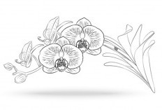 Daftar Gambar Sketsa Bunga Anggrek Mudah Ditiru Oleh Pemula, Banyak Pilihanmu!