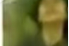 Link Video Ngawi Viral HD Tanpa Sensor, Aksi Vulgar Pasangan Muda–mudi 49 Detik telah Menggemparkan Jagat Maya