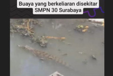Kembali Muncul Buaya di Pemukiman Warga, Kali ini di Sungai Afur Dekat SMPN 30 Surabaya Viral di Tiktok