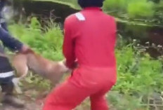 Karyawan Pertamina Lempar Anjing ke Rawa Penuh Dengan Buaya Dihujani Sumpah Serapah: Yang Mana Anjingnya?