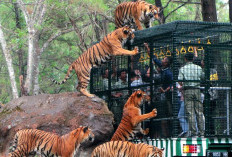 Rekomendasi Hotel Dekat Taman Safari Prigen Yang Termurah dan Nyaman, Cocok Buat Liburan Bareng Keluarga