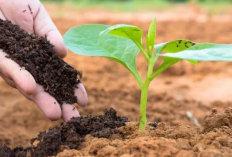 Cara Cek Ketersediaan Pupuk Subsidi Banyuwangi dari Pemerintah 2023, Cari Tau Agar Kebagian Kuota