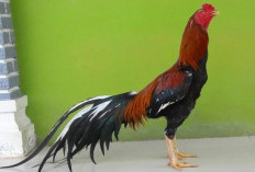 Jenis Ayam Bangkok F1 Pukul Mati, Cocok Untuk Aduan Dengan Jalu Super Punya Keunggulan Ngeri!