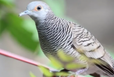 Cara Ternak Burung Perkutut Bangkok Agar Cepat Bertelur dan Tumbuh Sehat