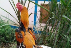 Cara Lolos Tes Ayam Jago PSHT, Seleksi Wajib Pakai Ayam Wiring Kuning Untuk Siswa Baru 