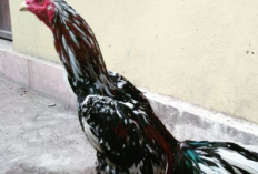 Tips dan Trik Merawat Ayam Blorok Madu Agar Memiliki Pukulan Dahsyat Mematikan