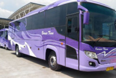  Rekomendasi Bus dan Travel Pontianak Sanggau Sekadau PP Lengkap Dengan Daftar Tarif Serta Info Kontaknya