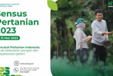 Tujuan dan Cara Download Sensus Pertanian Tahun 2023, Identifikasi Masalah di Bidang Pertanian