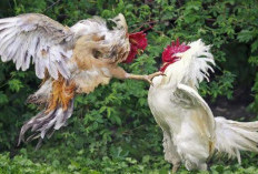 Daftar Nama Ayam yang Bagus dan Bawa Hoki, Disertai Makna Setiap Namanya