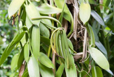 Harga Vanili Kering Per Kg Tahun 2023, Prospek Bisnis Menjanjikan yang Bisa Dilakukan di Rumah Aja 