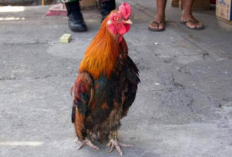 Rekomendasi Obat Ayam Lumpuh Alami Paling Ampuh dan Ekonomis, Dijamin Ternak Langsung Sehat