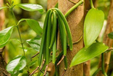 Cara Memulai Bisnis Budidaya Vanili Di Pekarangan Rumah, Bisa Untung Hingga Rp 6 Juta Per Kg 