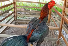Daftar Obat Cacing Alami Untuk Ayam Bangkok Tradisional, Aman Banget Buat Dikonsumsi Pada Hewan Ternakmu