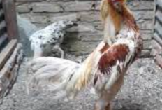 Ciri-Ciri Ayam Koyngon, Jenis Aduan yang Paling Dicari dan Miliki Kekuatan Super