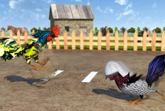 Download MOD APK Aku Si Pengadu Ayam Tanpa Iklan Anti Banned, Unlimited Money Langsung Withdraw!