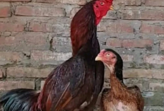Jenis-Jenis Ayam Aseel, Cocok Untuk Aduan dan Diternakkan