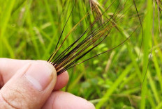 Cara Menggunakan Bulu Perindu Bambu Jenis Rambut, Ternyata Begini Biar Bisa Manjur 