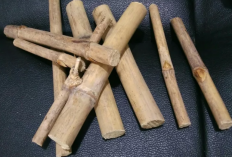 Mengenal Bambu Buntet Atau Buta, Jenis yang Sering Dianggap Penuh Magis Bagi Masyarakat Jawa